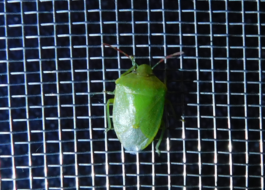 Acrosternum heegeri - rőtcsápú vándorpoloska