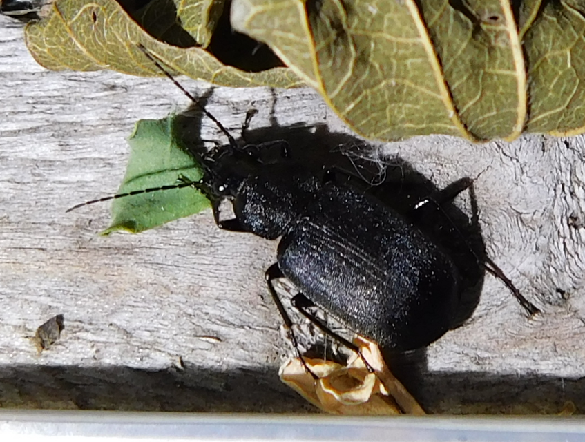 Chlaenius tristis - fekete bűzfutó