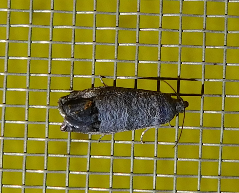 Cydia pomonella - almamoly