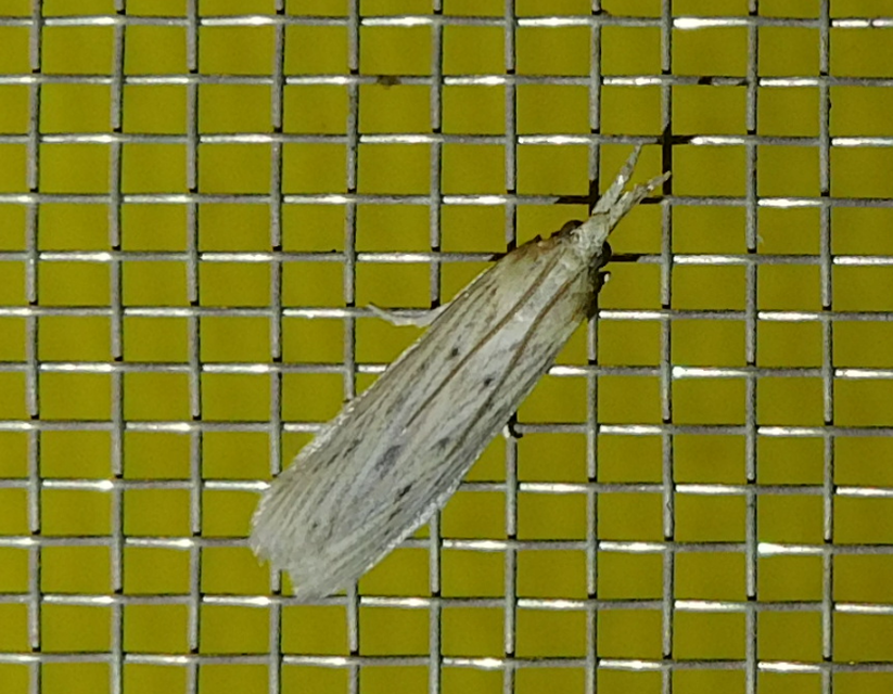 Ematheudes punctella - kúposfejű karcsúmoly