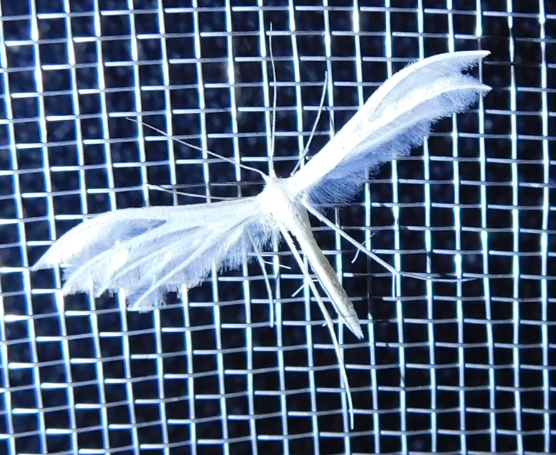 Pterophorus pentadactyla - fehér tollasmoly