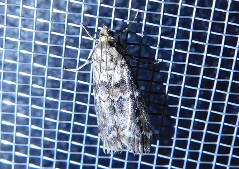 Dioryctria