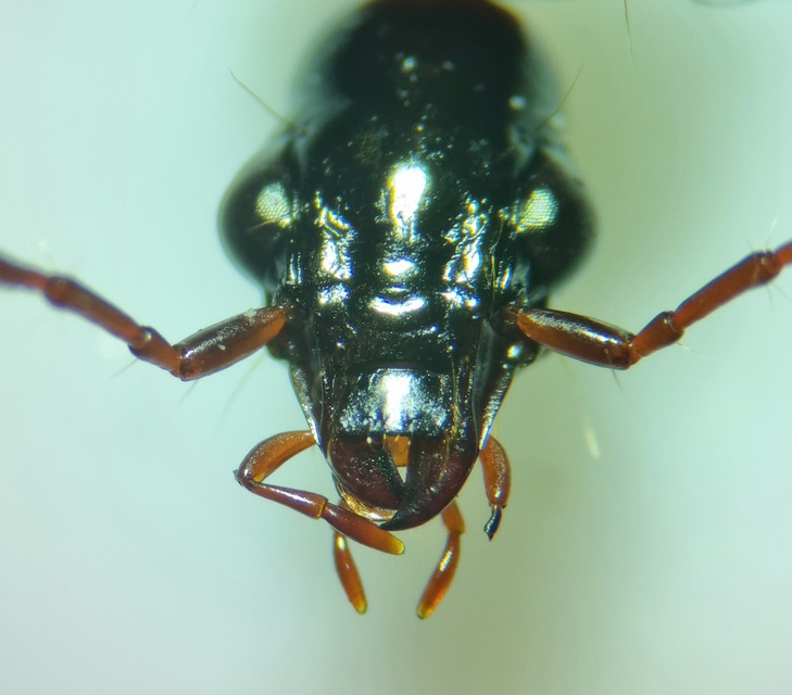 Limodromus assimilis - vöröslábú kisfutó