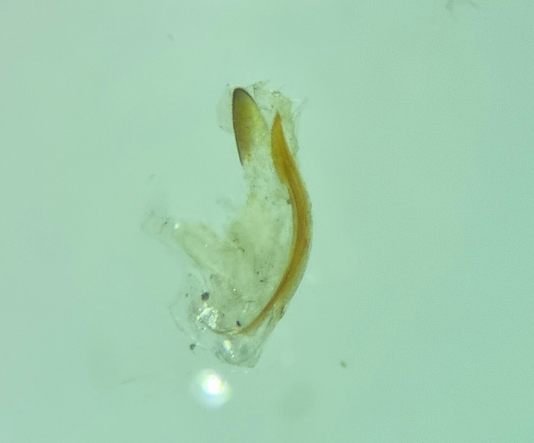 Zygina angusta