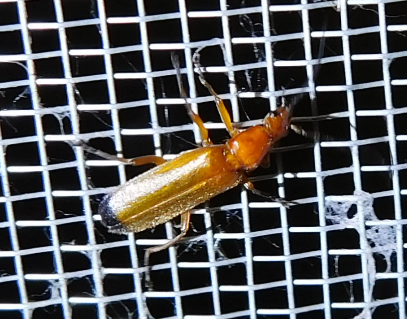 Rhagonycha fulva - feketevégű lágybogár