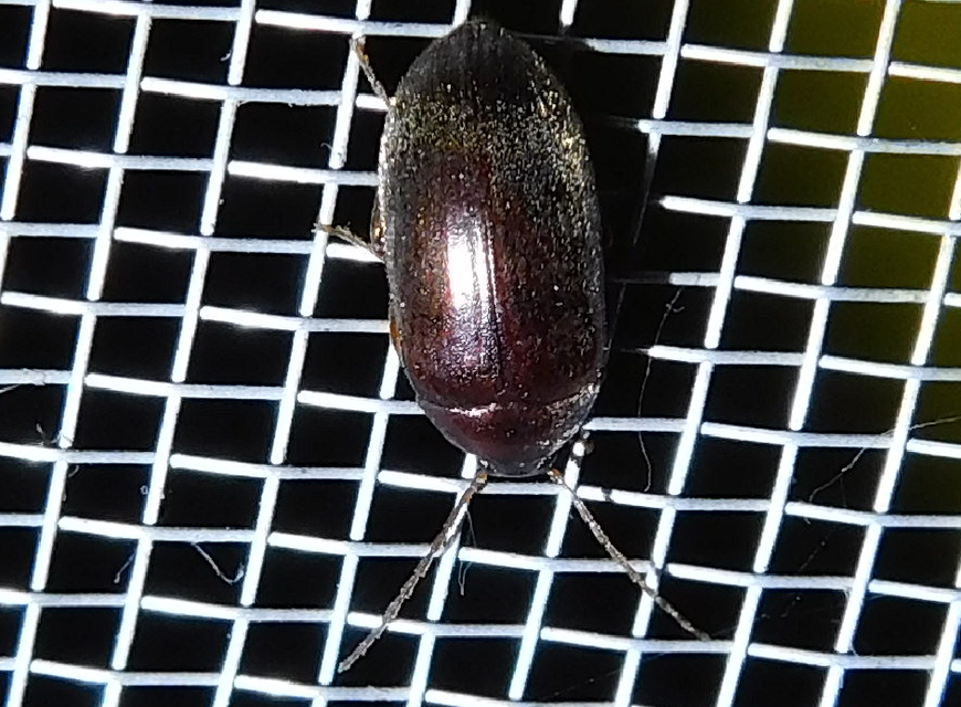 Hymenalia rufipes - rőtlábú alkonybogár