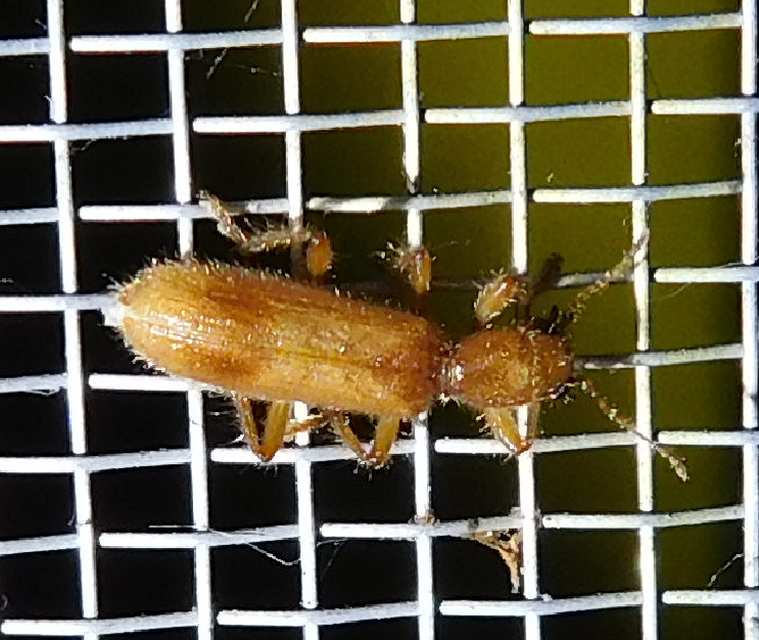 Opilo pallidus - sárga szúfarkas