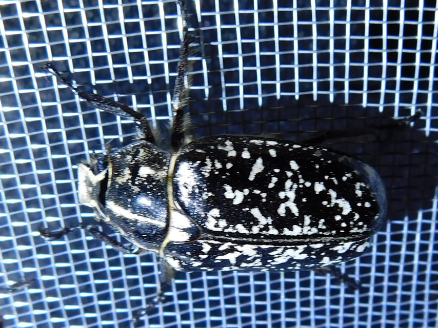 Polyphylla fullo - csapó cserebogár