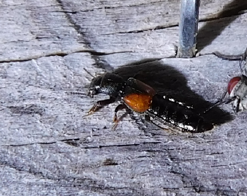 Bledius tricornis - háromszarvú ásóholyva Bledius tricornis - háromszarvú ásóholyva