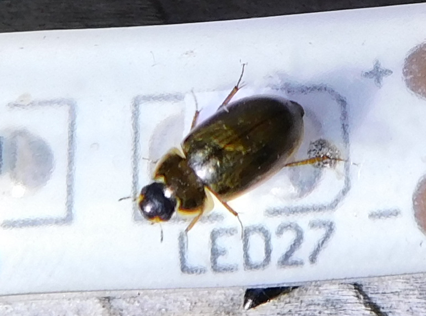 Enochrus