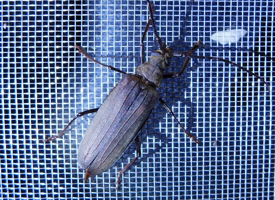 Aegosoma scabricorne - diófacincér