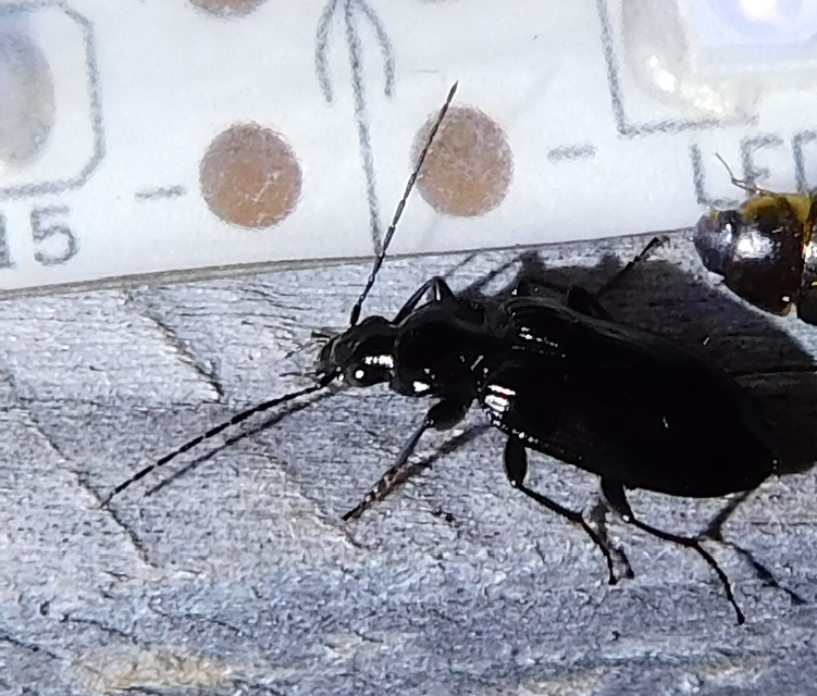 Agonum