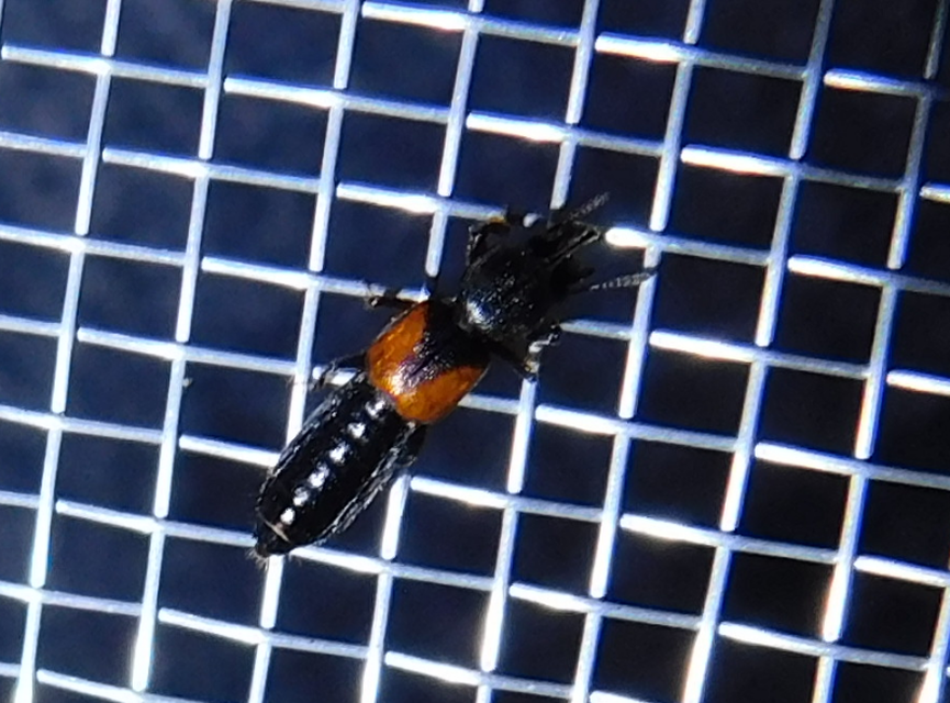 Bledius tricornis - háromszarvú ásóholyva Bledius tricornis - háromszarvú ásóholyva