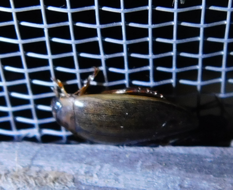 Rhantus