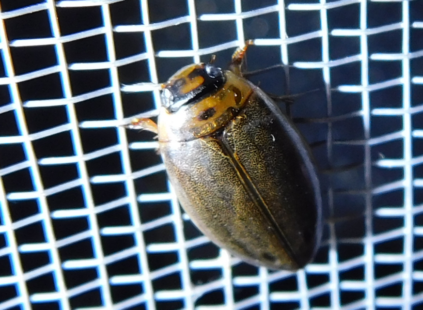 Rhantus