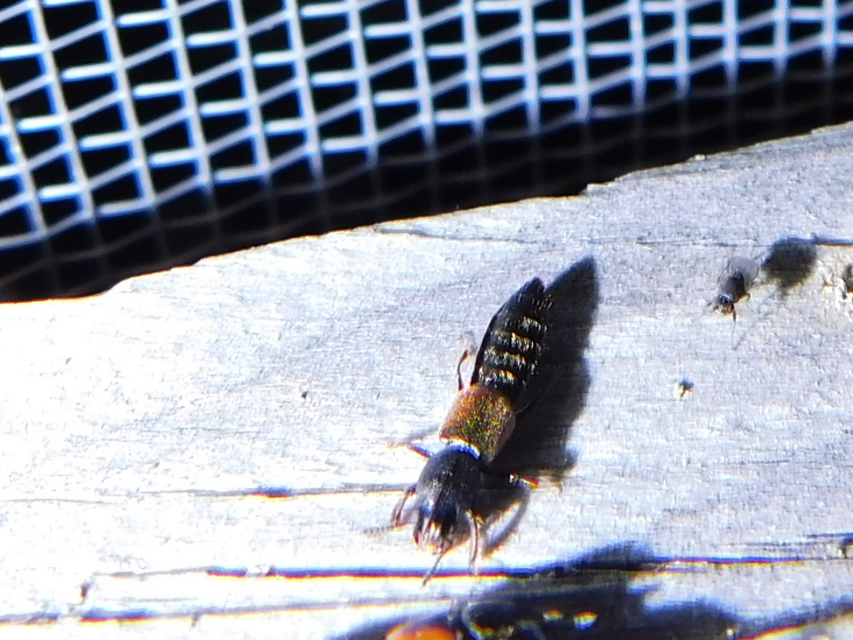 Bledius Bledius