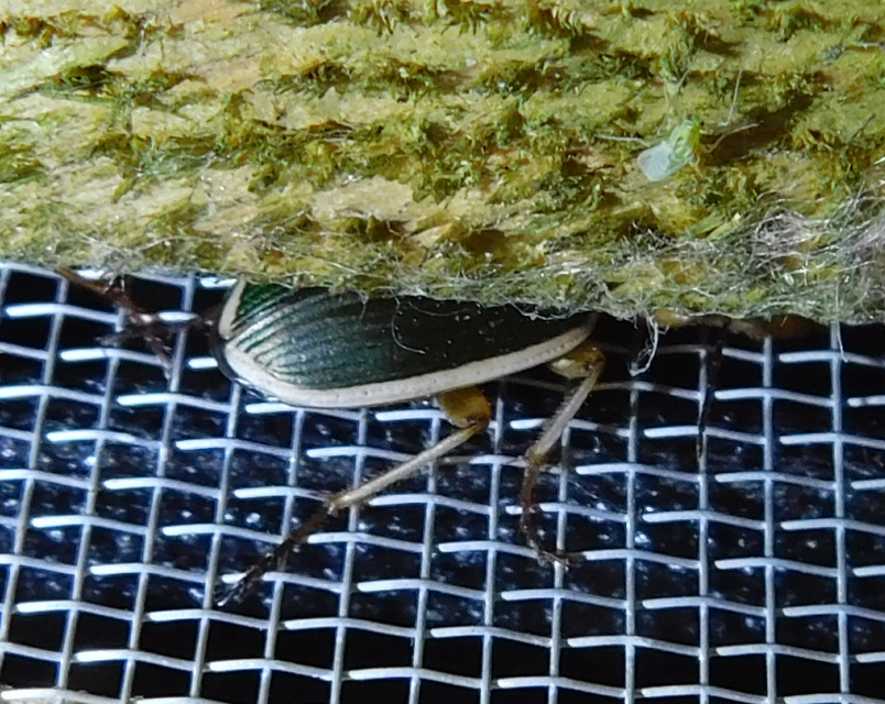 Chlaenius spoliatus - csupasz bűzfutó