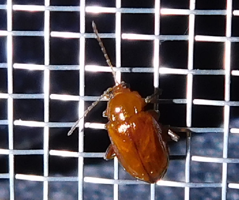Neocrepidodera