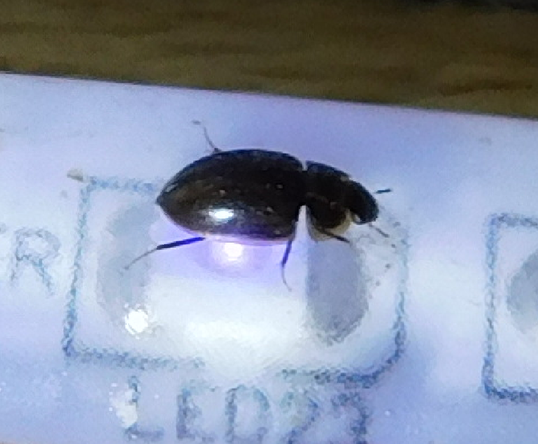 Enochrus