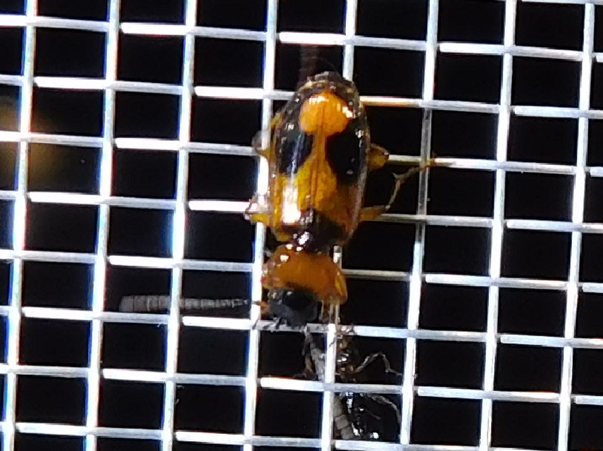 Badister meridionalis - közönséges posványfutonc