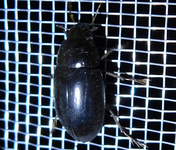 Hydrochara flavipes - sárgalábú csibor