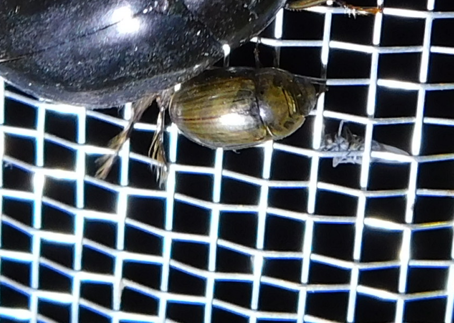 Enochrus bicolor - alföldi fakócsibor