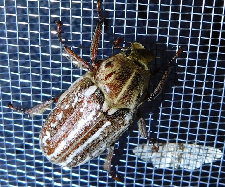 Anoxia orientalis - keleti cserebogár
