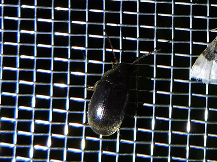 Hymenalia rufipes - rőtlábú alkonybogár