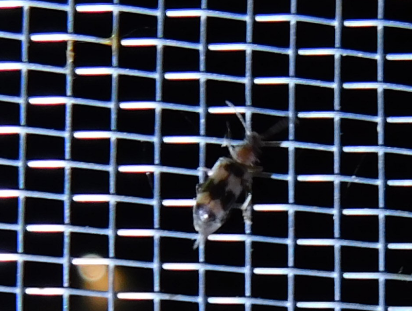 Notoxus trifasciatus - szalagos nyakszarvúbogár