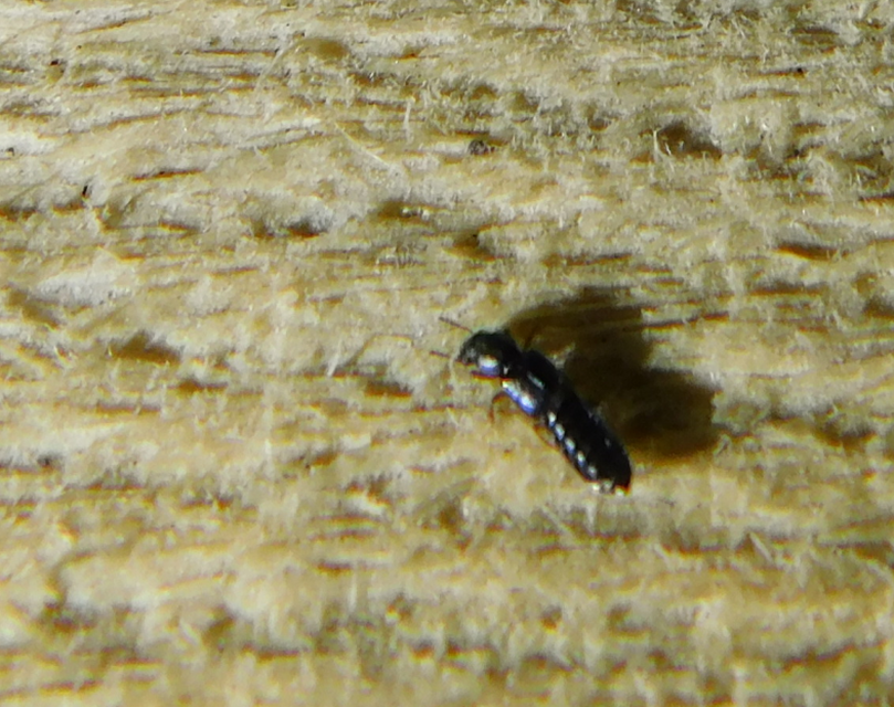 Bledius Bledius