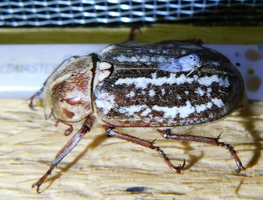 Anoxia orientalis - keleti cserebogár