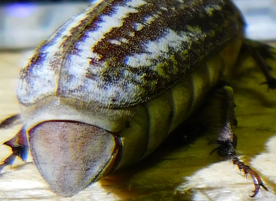 Anoxia orientalis - keleti cserebogár