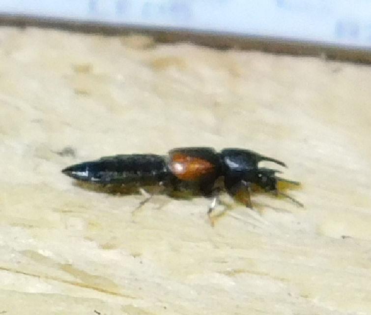 Bledius tricornis - háromszarvú ásóholyva Bledius tricornis - háromszarvú ásóholyva