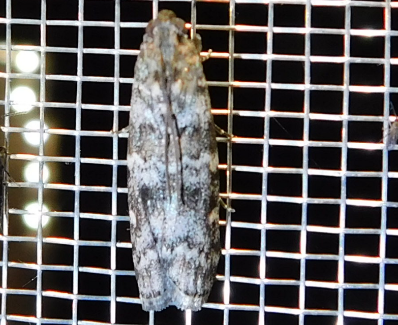 Dioryctria