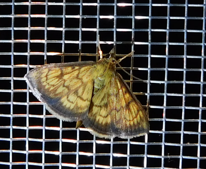 Ecpyrrhorrhoe rubiginalis - rozsdavörös tűzmoly