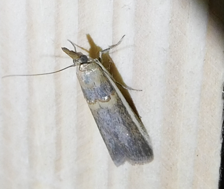Etiella zinckenella - akácmoly
