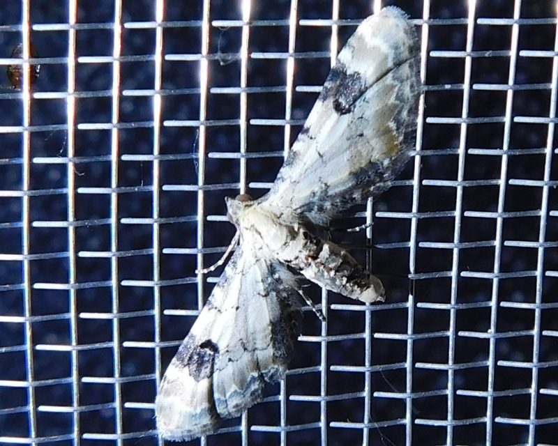 Eupithecia centaureata - búzavirág-törpearaszoló