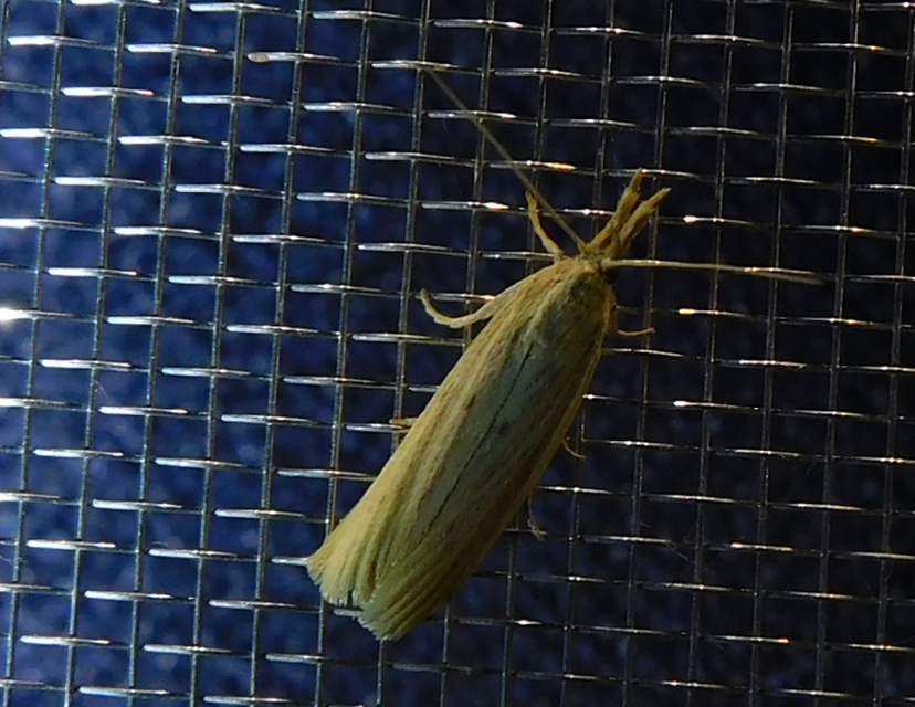 Ematheudes punctella - kúposfejű karcsúmoly