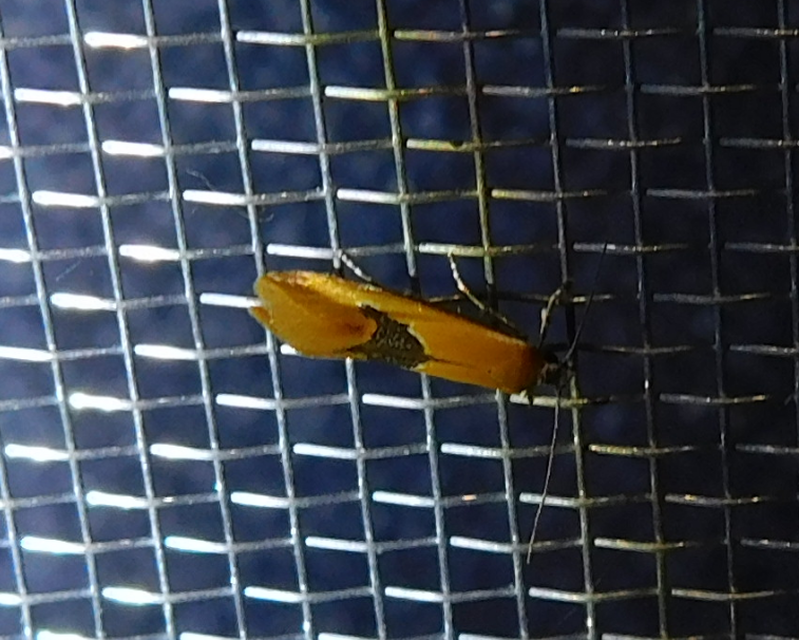 Batia internella/lambdella