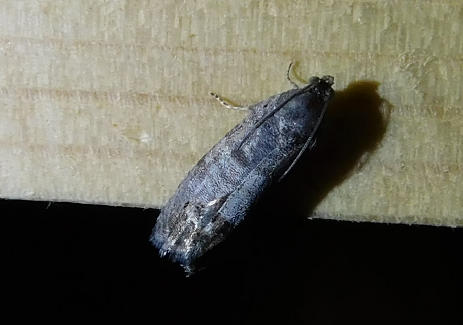 Cydia pomonella/pyrivora