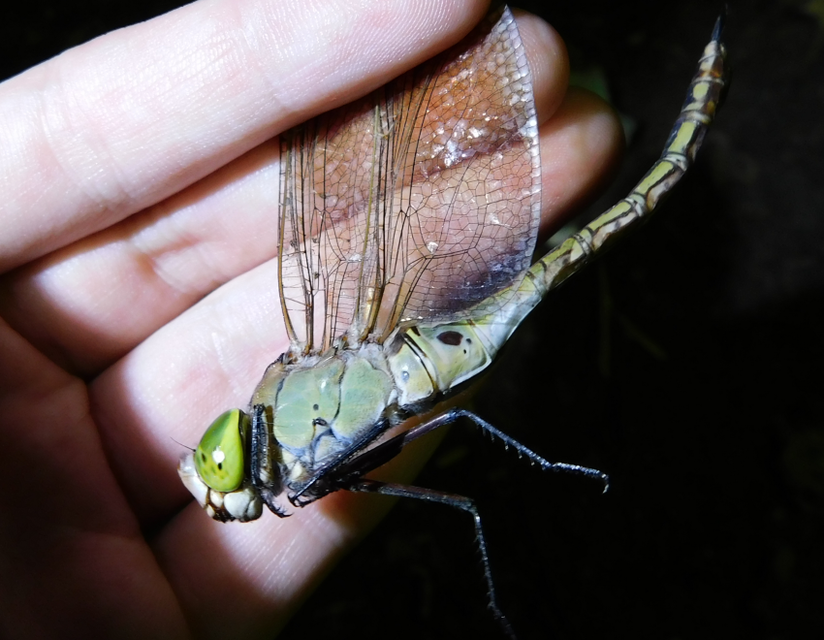 Anax parthenope - barna óriásacsa