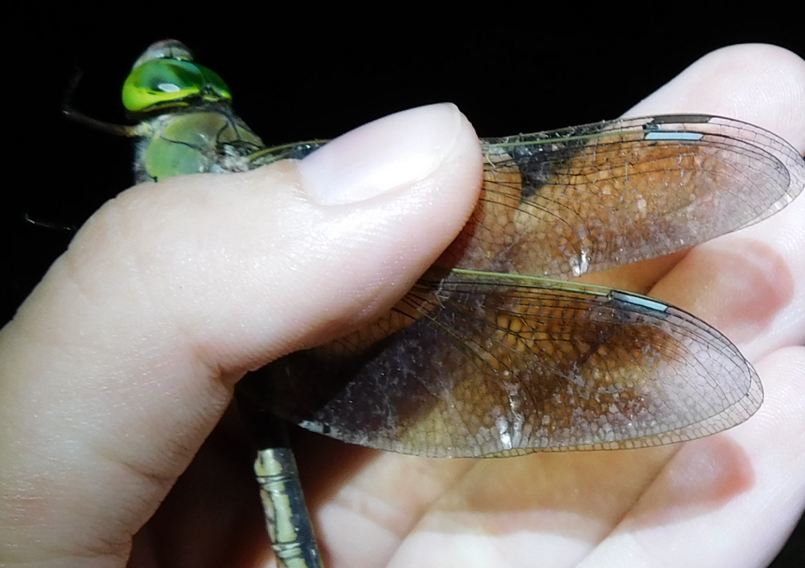 Anax parthenope - barna óriásacsa