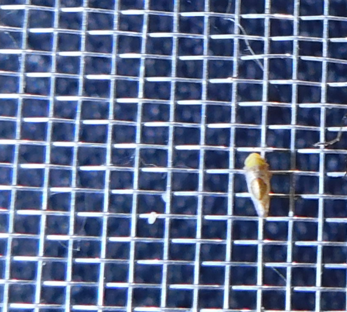 Hishimonus hamatus