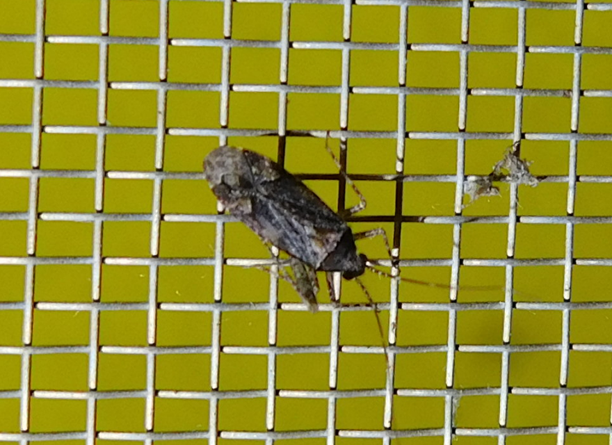 Phytocoris
