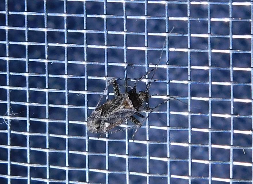Phytocoris