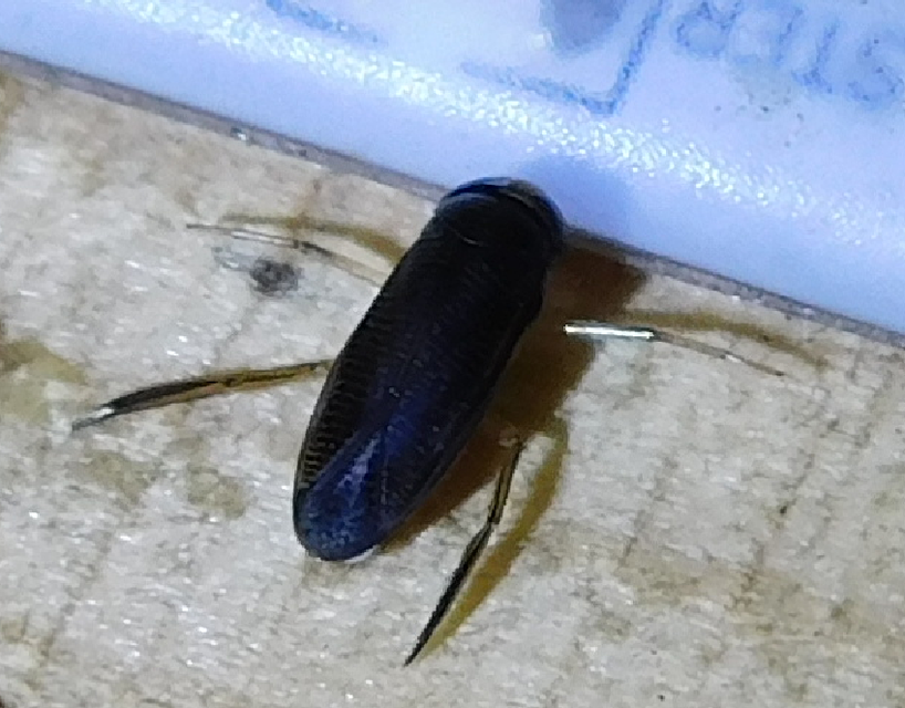 Corixidae - búvárpoloskák Corixidae - búvárpoloskák