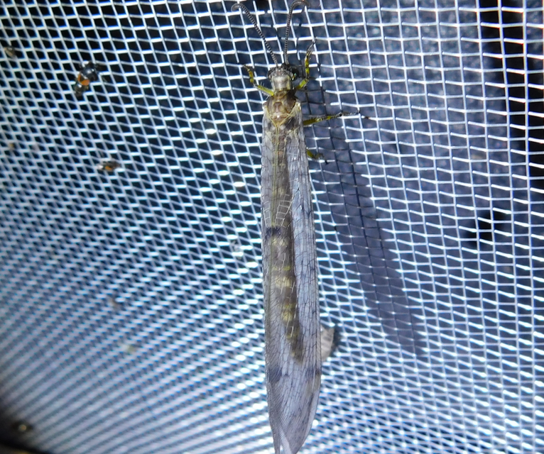 Distoleon tetragrammicus - négyfoltos hangyaleső