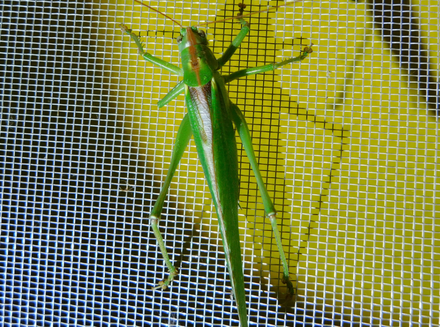 Tettigonia viridissima - zöld lombszöcske
