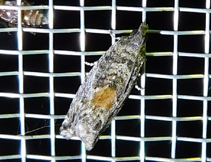 Epinotia nisella - nyárfabarka-tükrösmoly