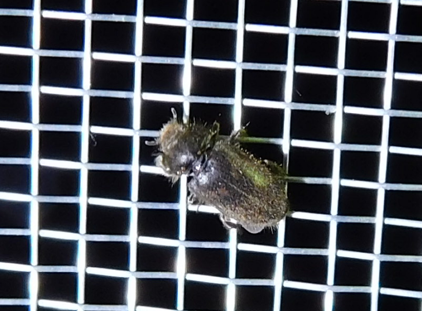 Heterocerus